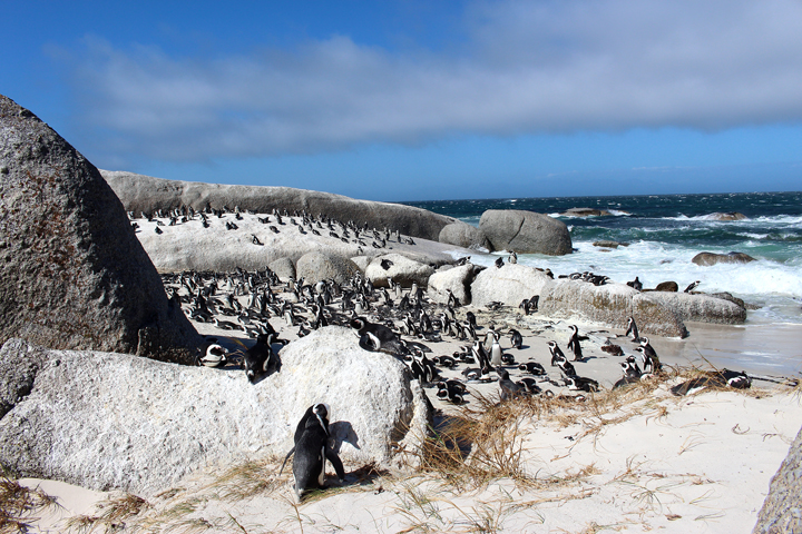 justmyself-pinguine-kapstadt-boulders-beach-simons-town-reiseblog-travelblog-südafrika-1
