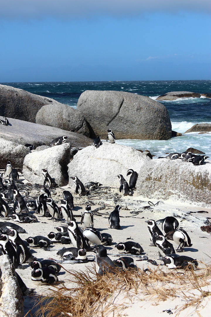 justmyself-pinguine-kapstadt-boulders-beach-simons-town-reiseblog-travelblog-südafrika-2