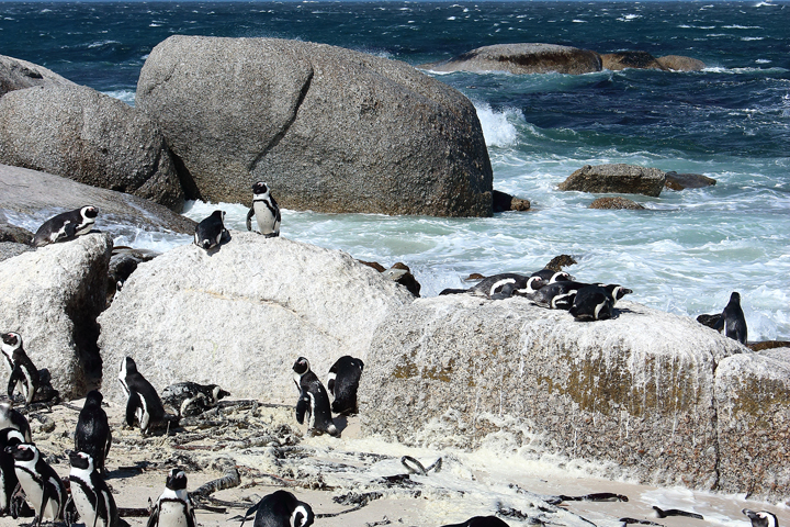 justmyself-pinguine-kapstadt-boulders-beach-simons-town-reiseblog-travelblog-südafrika-3