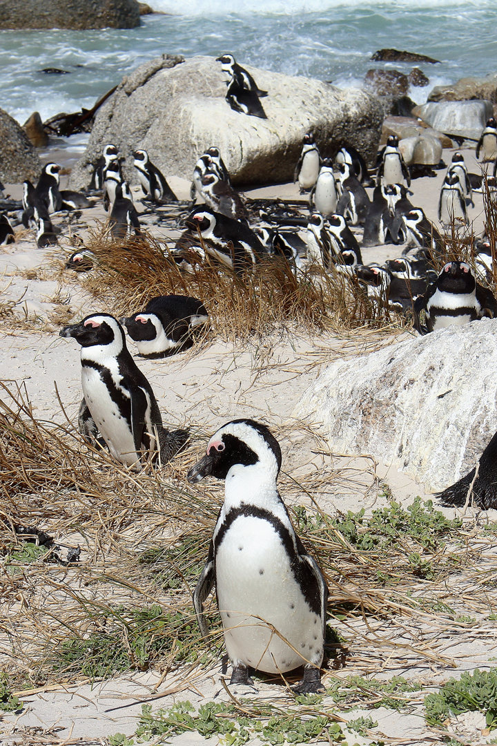 justmyself-pinguine-kapstadt-boulders-beach-simons-town-reiseblog-travelblog-südafrika-7