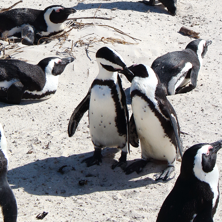 justmyself-pinguine-kapstadt-boulders-beach-simons-town-reiseblog-travelblog-südafrika-8