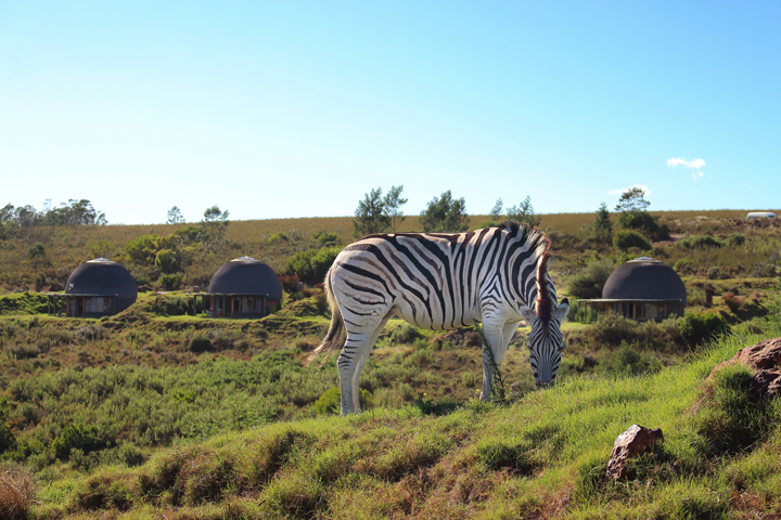 gondwana-game-reserve-review-erfahrung-reisebericht-safari-lodge-suedafrika-justmyself-travelblog-23