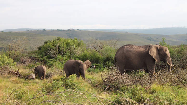 justmyself-travelblog-kapstadt-safari-gondwana-game-reserve-big-5-game-drive-18