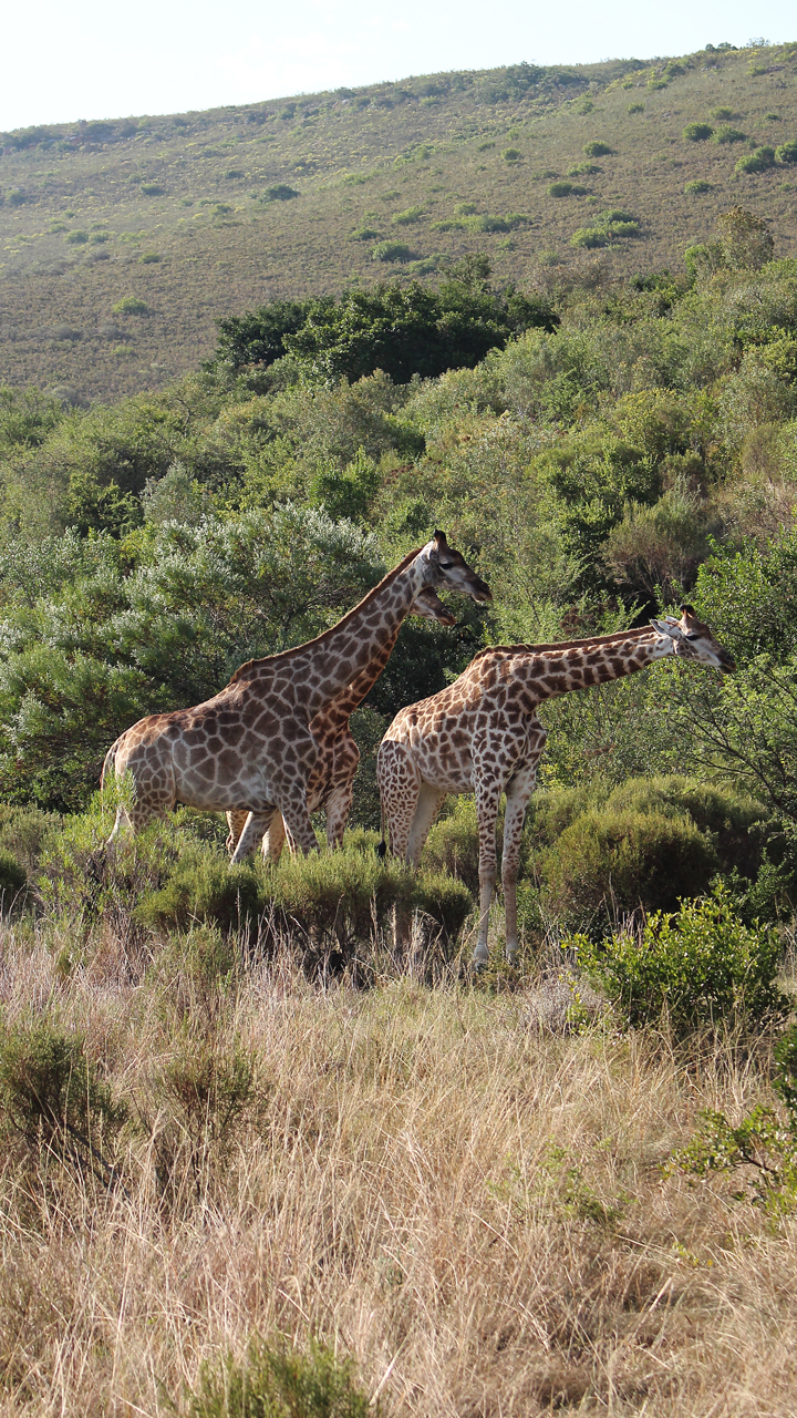 justmyself-travelblog-kapstadt-safari-gondwana-game-reserve-big-5-game-drive-21