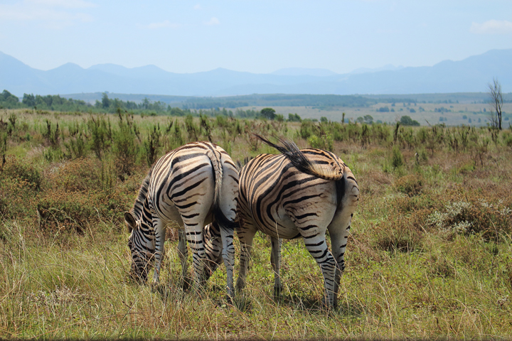 justmyself-travelblog-kapstadt-safari-gondwana-game-reserve-big-5-game-drive-23