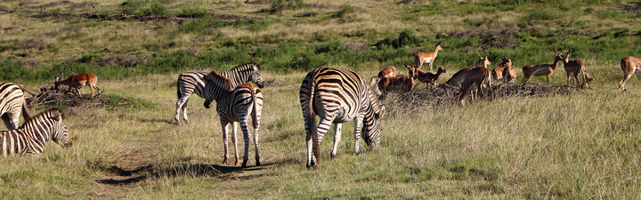 justmyself-travelblog-kapstadt-safari-gondwana-game-reserve-big-5-game-drive-24