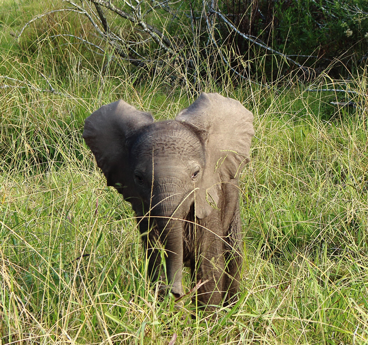 justmyself-travelblog-kapstadt-safari-gondwana-game-reserve-big-5-game-drive-26