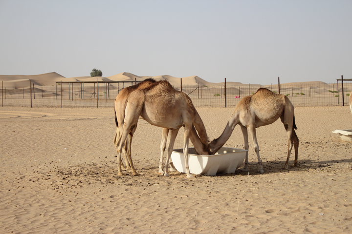 justmyself-travelblog-dune-bashing-jeep-safari-abu-dhabi-bakadi-dreams-wüsten-tour-anbieter-1
