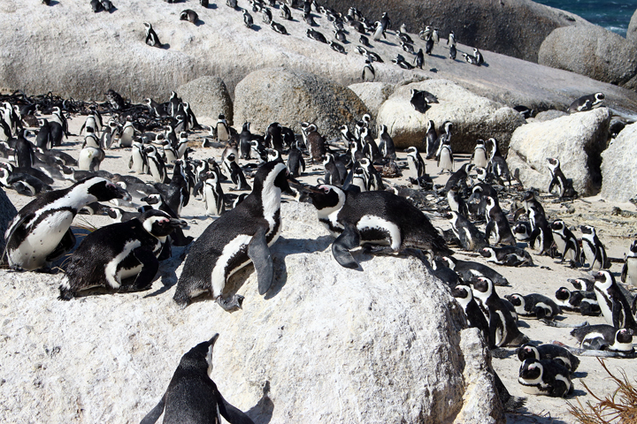 justmyself-pinguine-kapstadt-boulders-beach-simons-town-reiseblog-travelblog-südafrika-4