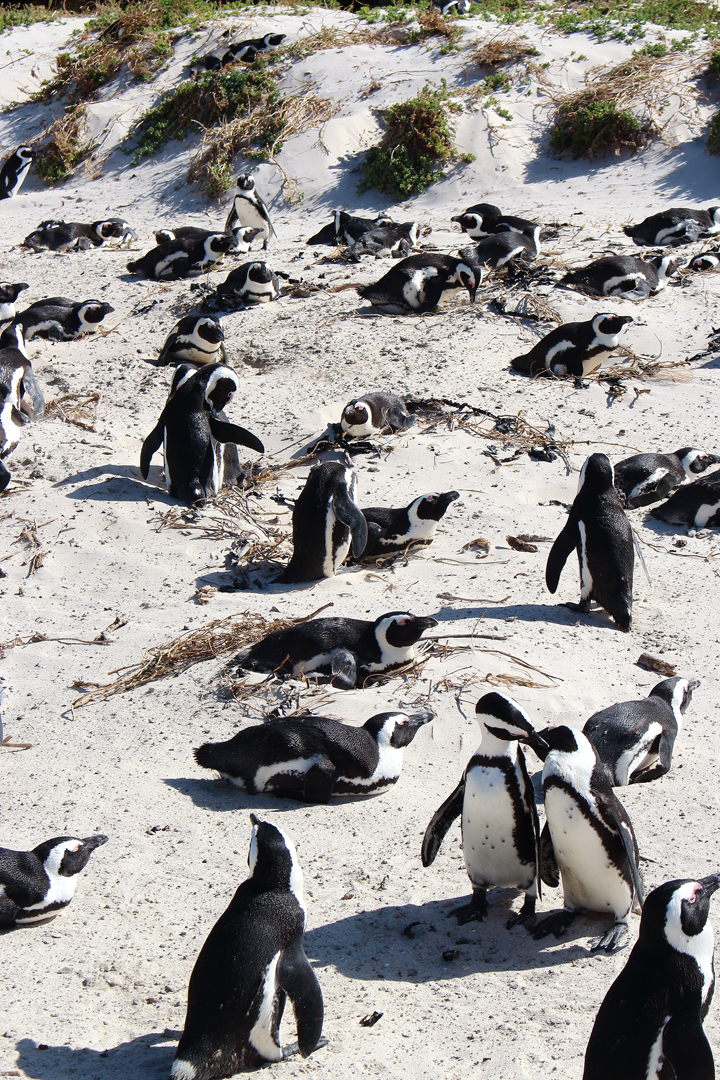 justmyself-pinguine-kapstadt-boulders-beach-simons-town-reiseblog-travelblog-südafrika-5