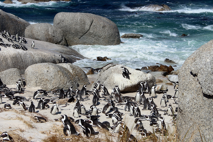 justmyself-pinguine-kapstadt-boulders-beach-simons-town-reiseblog-travelblog-südafrika-6