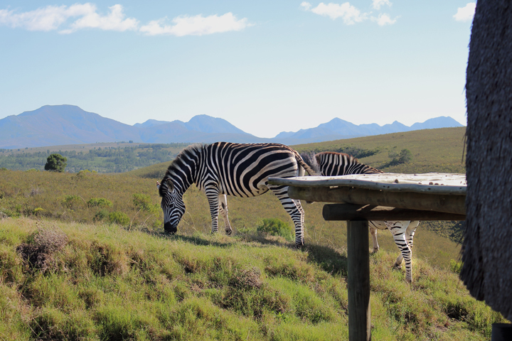gondwana-game-reserve-review-erfahrung-reisebericht-safari-lodge-suedafrika-justmyself-travelblog-24